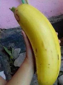 国产对白大香蕉