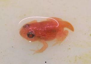 蝌蚪国产,揭开神秘国度的神秘面纱